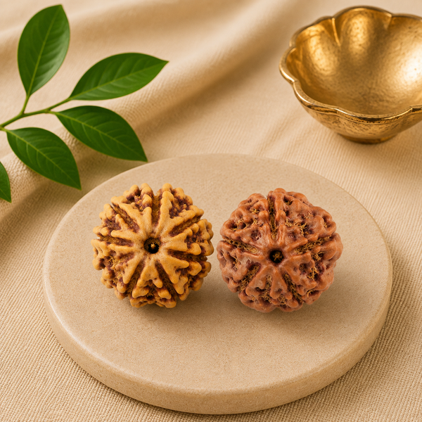 5 & 7 Mukhi Rudraksha Shiv Shakti Pair