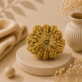 Natural 10 Mukhi Rudraksha (Nepali)
