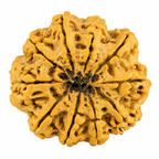 Natural 10 Mukhi Rudraksha (Nepali)