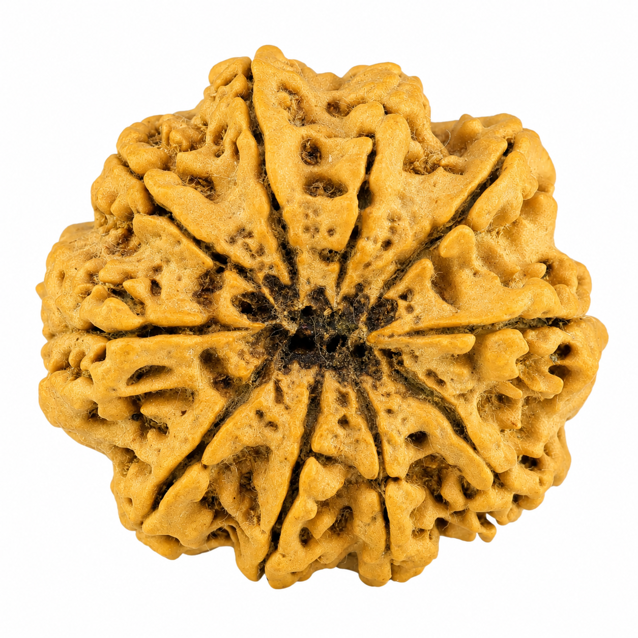 Natural 10 Mukhi Rudraksha (Nepali)
