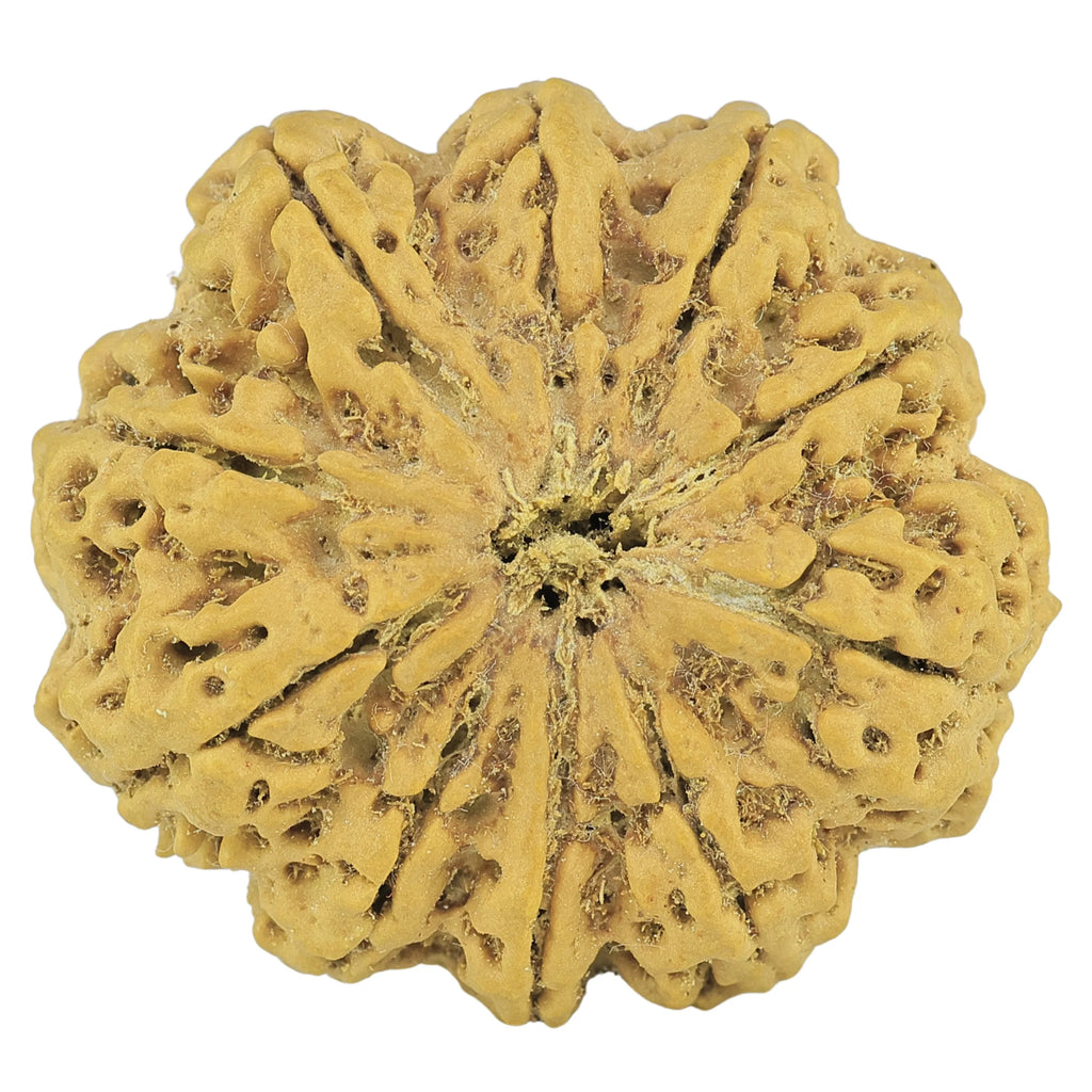 Natural 10 Mukhi Rudraksha (Nepali)