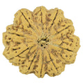 Natural 10 Mukhi Rudraksha (Nepali)