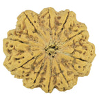 Natural 10 Mukhi Rudraksha (Nepali)