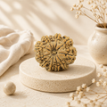 Natural 11 Mukhi Rudraksha (Nepali)