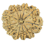 Natural 11 Mukhi Rudraksha (Nepali)