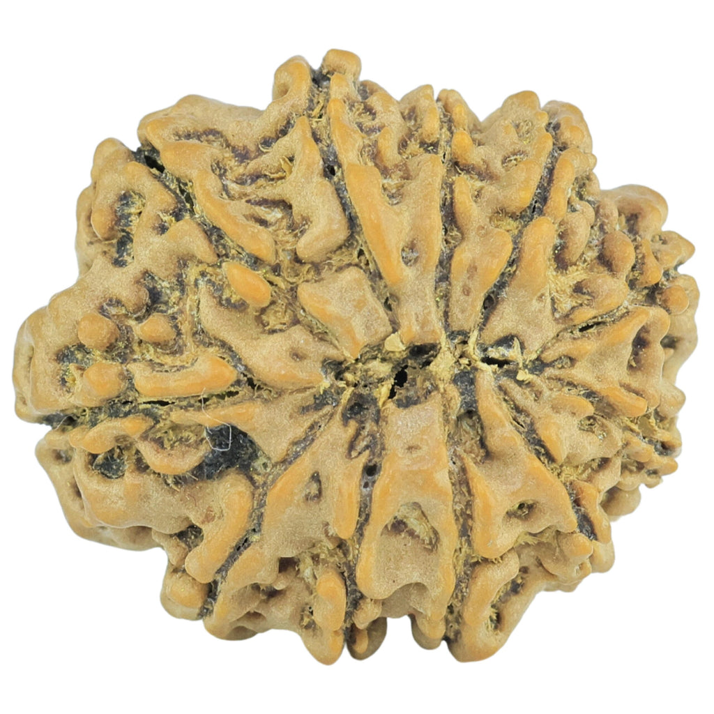 Natural 11 Mukhi Rudraksha (Nepali)