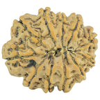 Natural 11 Mukhi Rudraksha (Nepali)