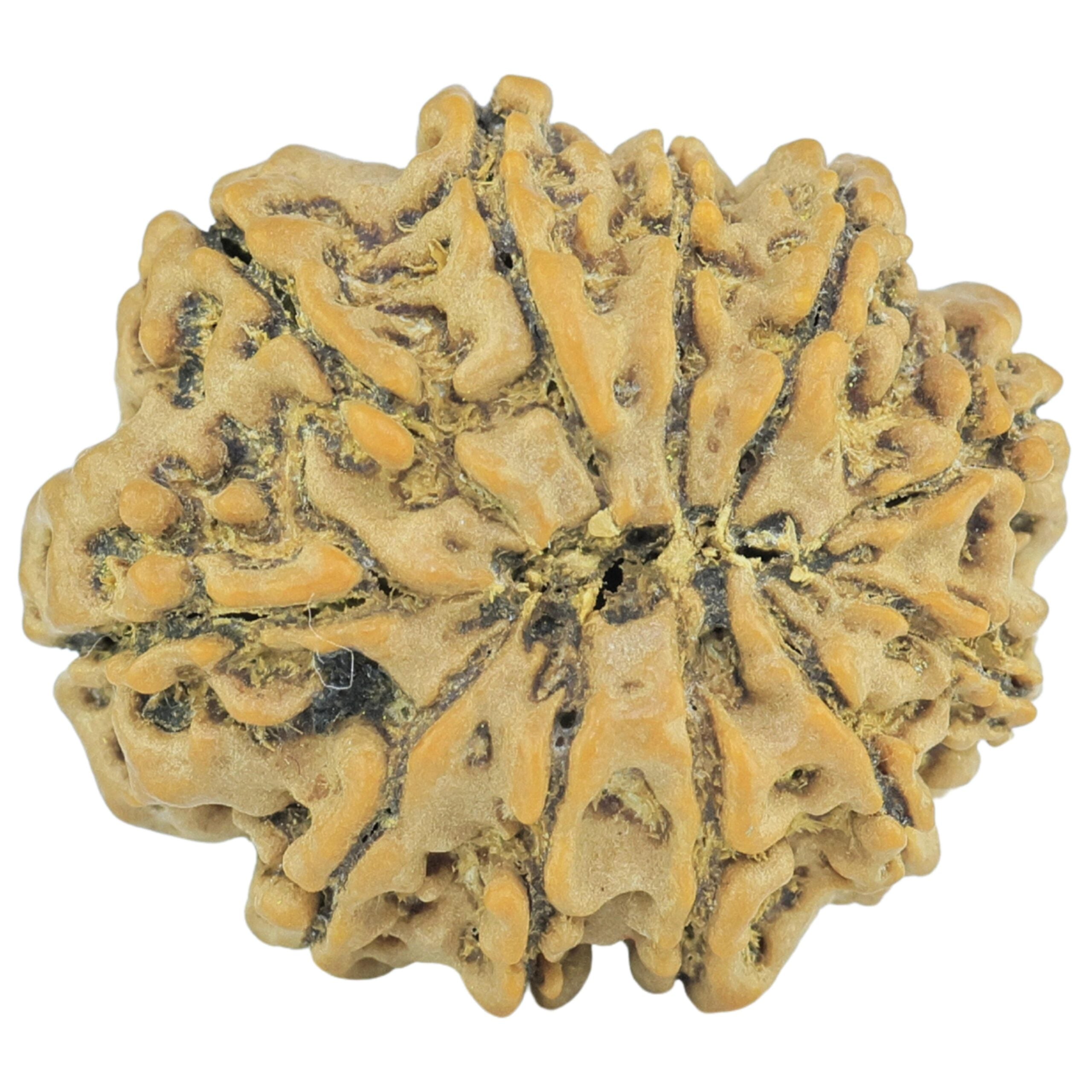 Natural 11 Mukhi Rudraksha (Nepali)