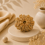 Natural 12 Mukhi Rudraksha (Nepali)