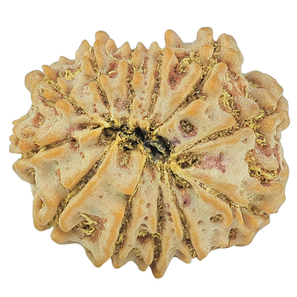 Natural 12 Mukhi Rudraksha (Nepali)