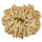 Natural 12 Mukhi Rudraksha (Nepali)