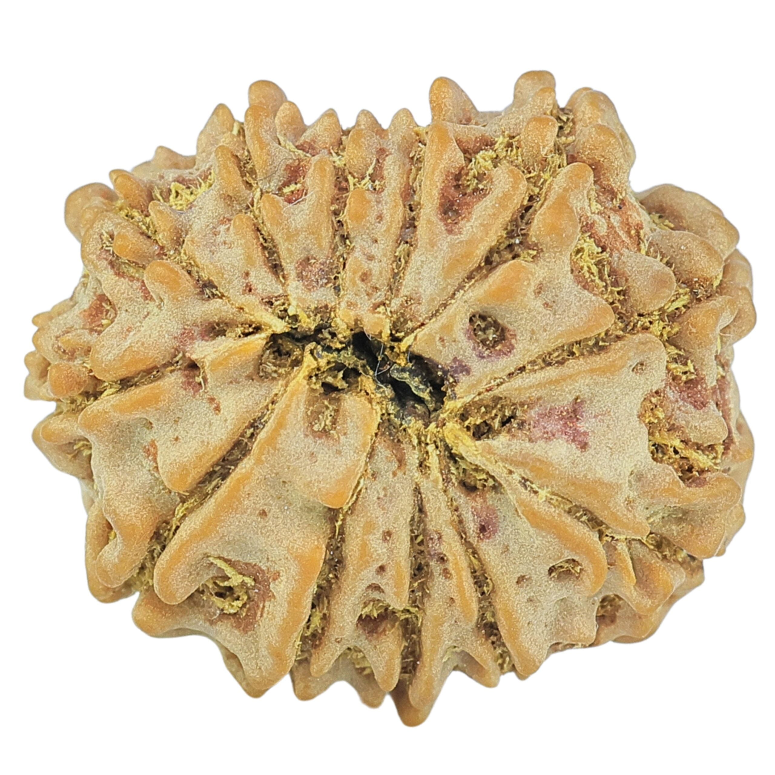 Natural 12 Mukhi Rudraksha (Nepali)