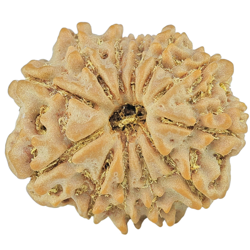 Natural 12 Mukhi Rudraksha (Nepali)
