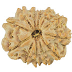 Natural 12 Mukhi Rudraksha (Nepali)