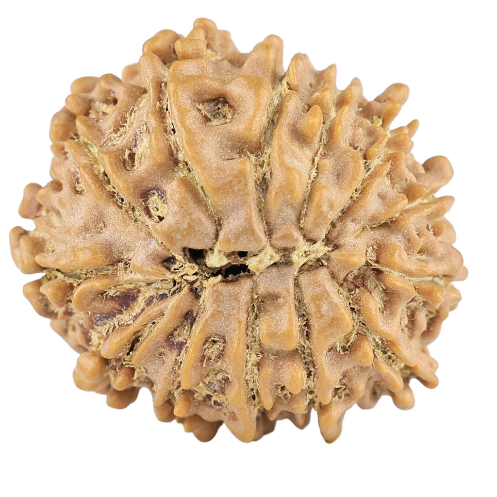 Natural 13 Mukhi Rudraksha (Nepali)