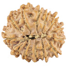 Natural 13 Mukhi Rudraksha (Nepali)