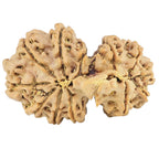 Natural Gaurishankar Rudraksha (Nepali)