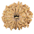 Natural 13 Mukhi Rudraksha (Nepali)