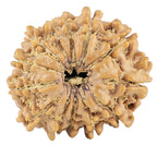 Natural 13 Mukhi Rudraksha (Nepali)