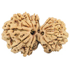 Natural Gaurishankar Rudraksha (Nepali)