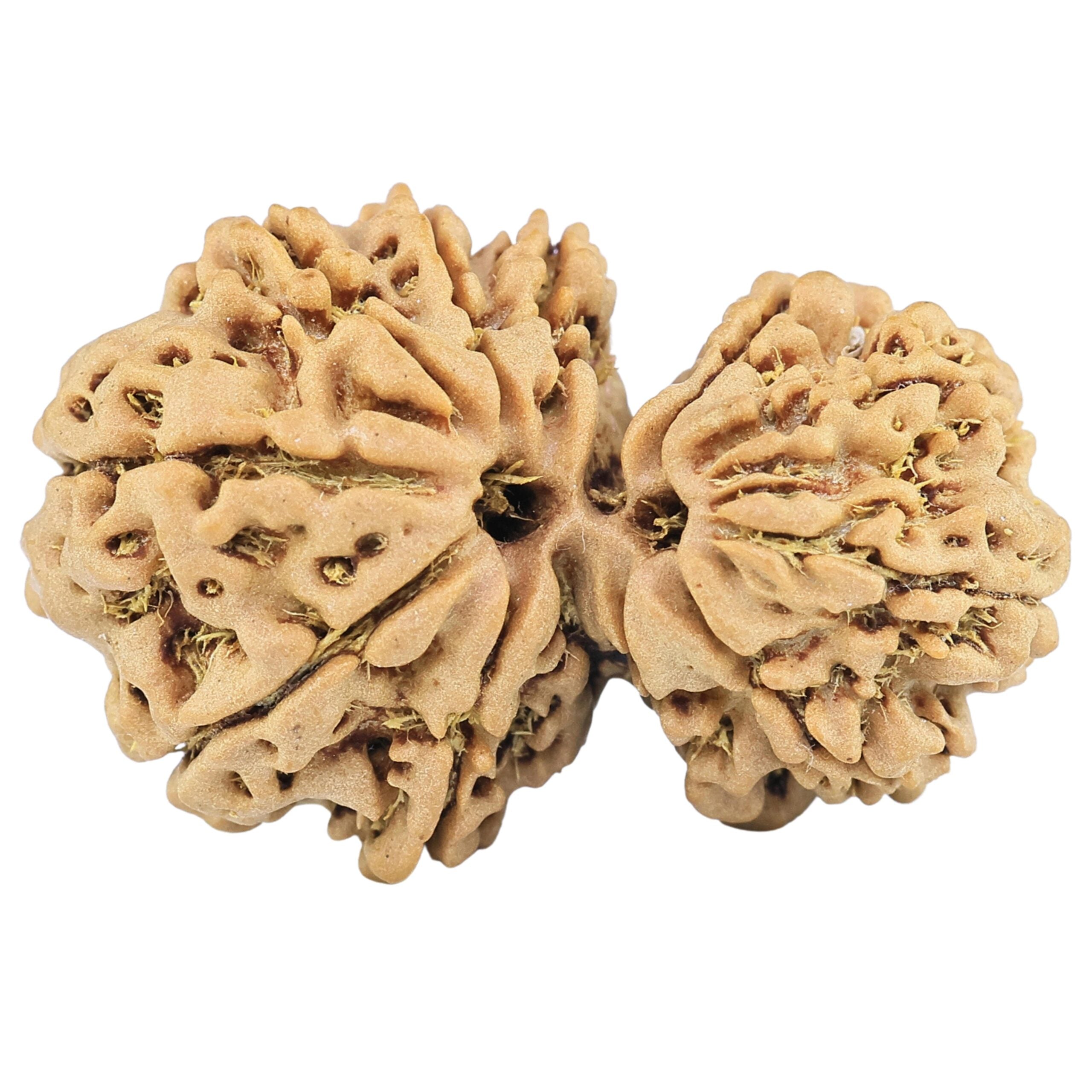 Natural Gaurishankar Rudraksha (Nepali)