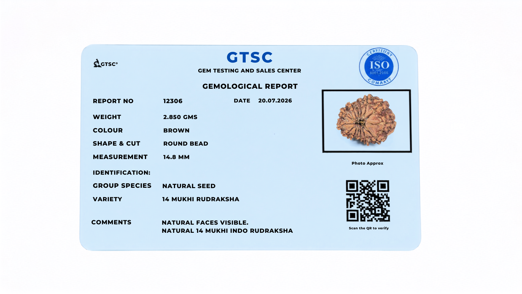 Natural 14 Mukhi Rudraksha (Indonesian)