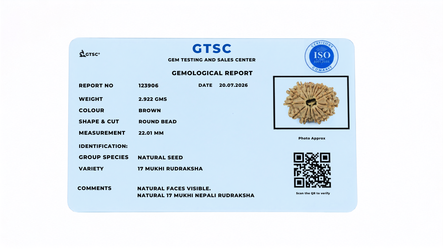 Natural 17 Mukhi Rudraksha (Nepali)