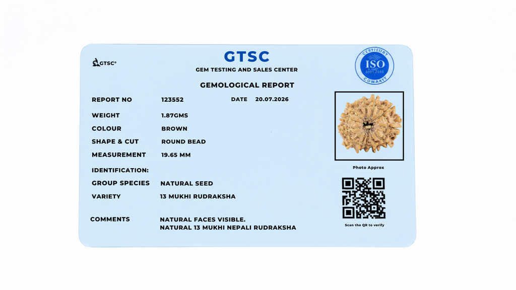 Natural 13 Mukhi Rudraksha (Nepali)