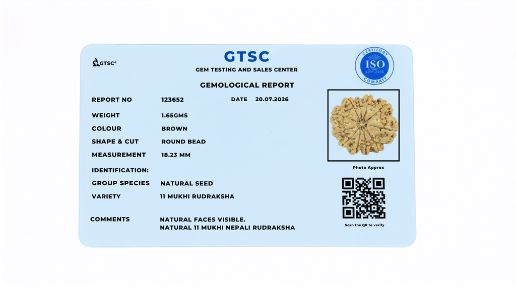Natural 11 Mukhi Rudraksha (Nepali)