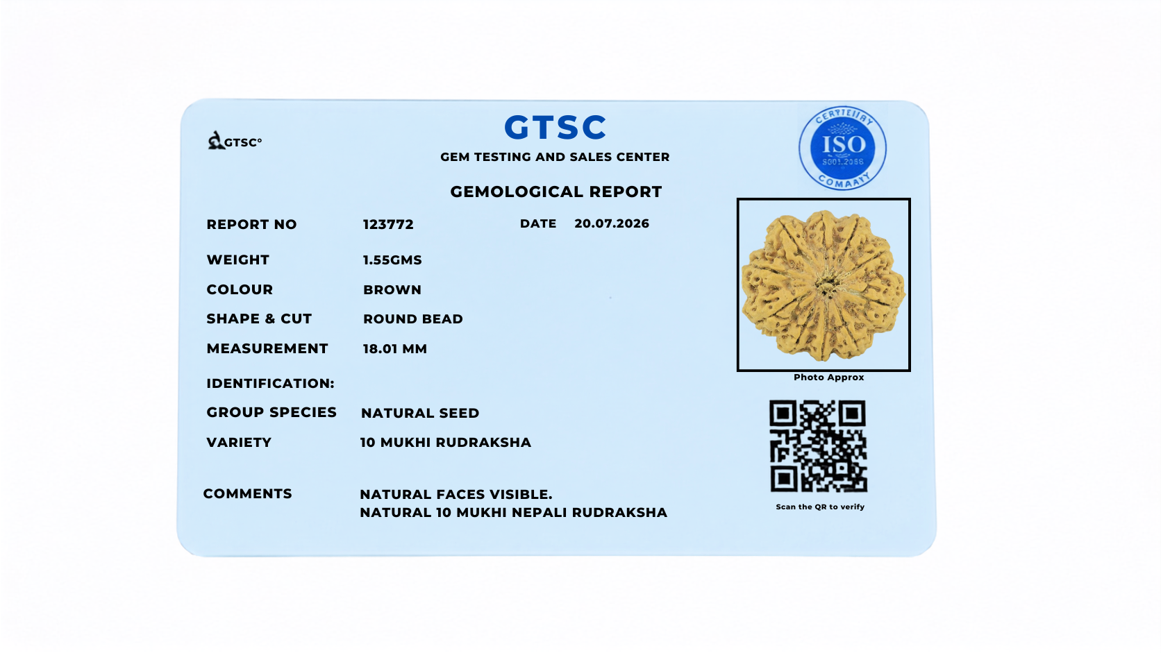Natural 10 Mukhi Rudraksha (Nepali)