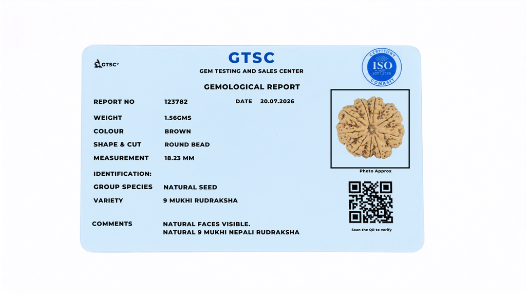 Natural 9 Mukhi Rudraksha (Nepali)
