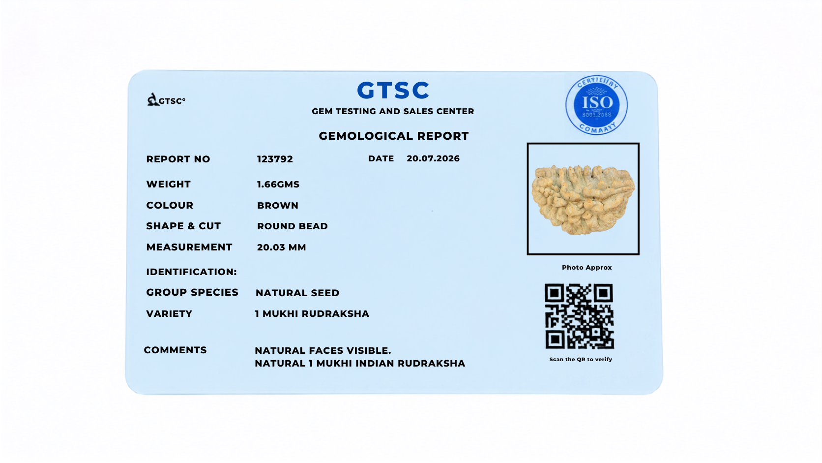 Natural 1 Mukhi Rudraksha - Indian