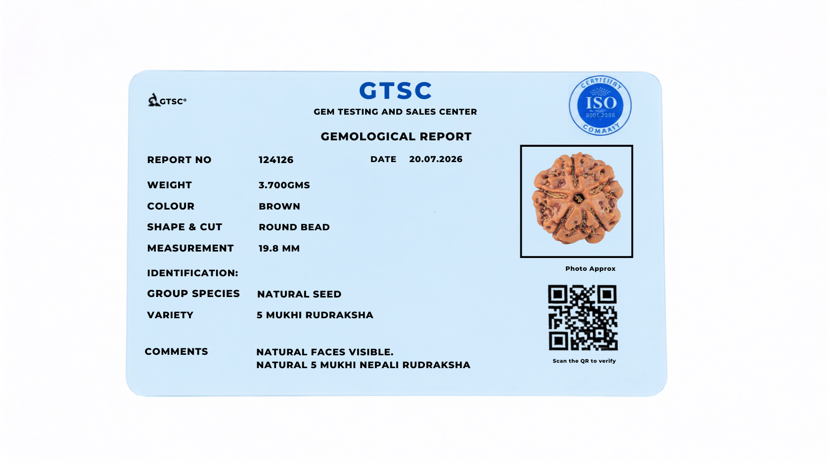 Natural 5 Mukhi Rudraksha (Nepali)