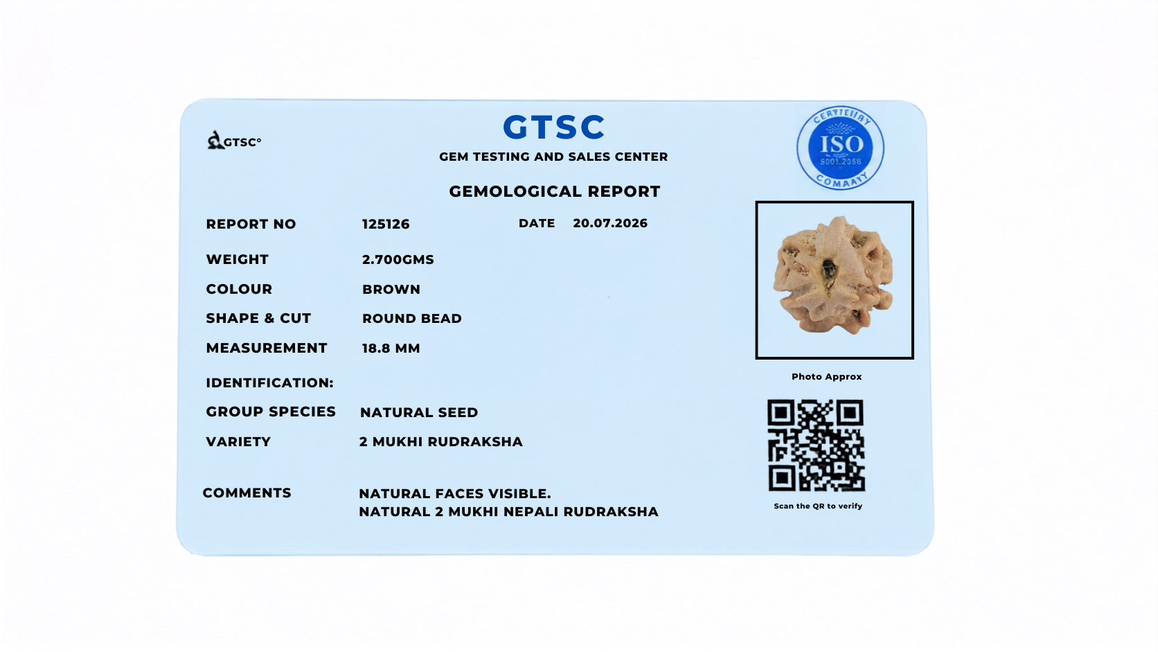 Natural 2 Mukhi Rudraksha (Nepali)