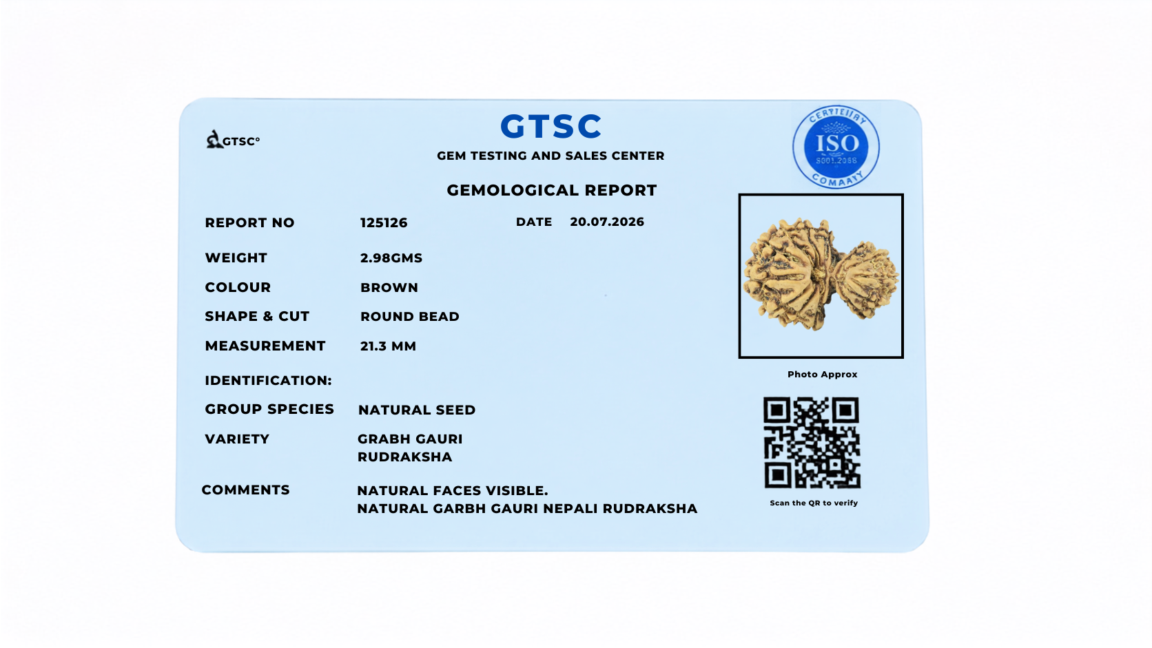 Natural Garbh Gauri Rudraksha (Nepali)