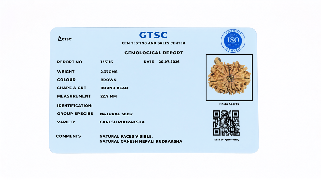 Natural Ganesh Rudraksha (Nepali)