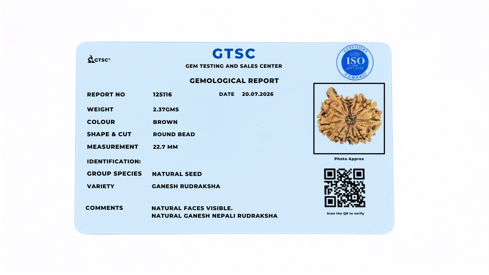Natural Ganesh Rudraksha (Nepali)