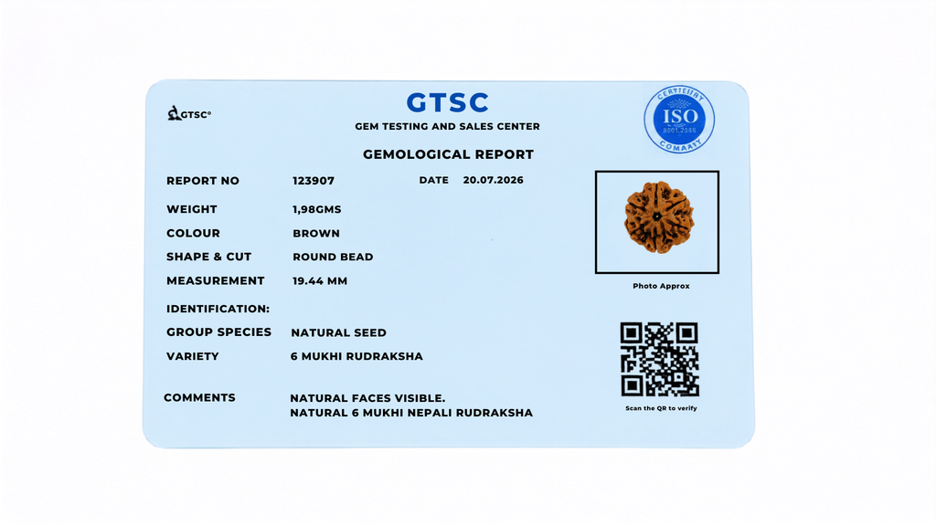 Natural 6 Mukhi Rudraksha (Nepali)