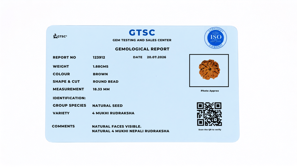 Natural 4 Mukhi Rudraksha (Nepali)