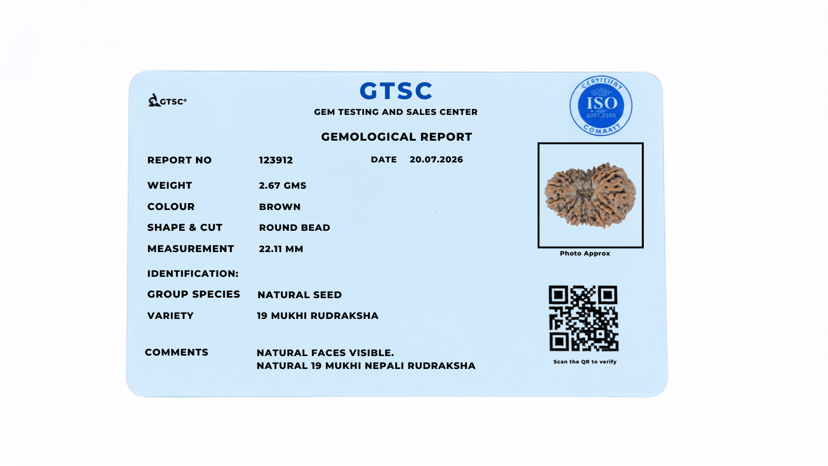 Natural 19 Mukhi Rudraksha (Nepali)