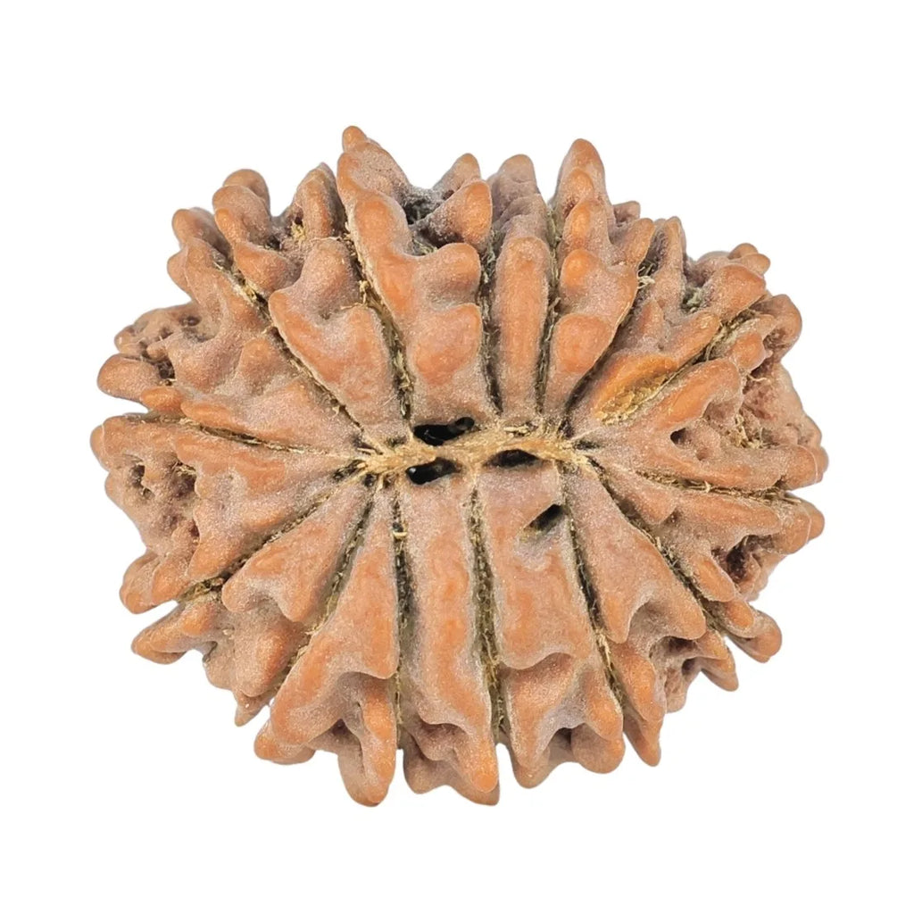 Natural 14 Mukhi Rudraksha (Nepali)