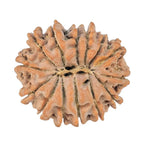 Natural 14 Mukhi Rudraksha (Nepali)