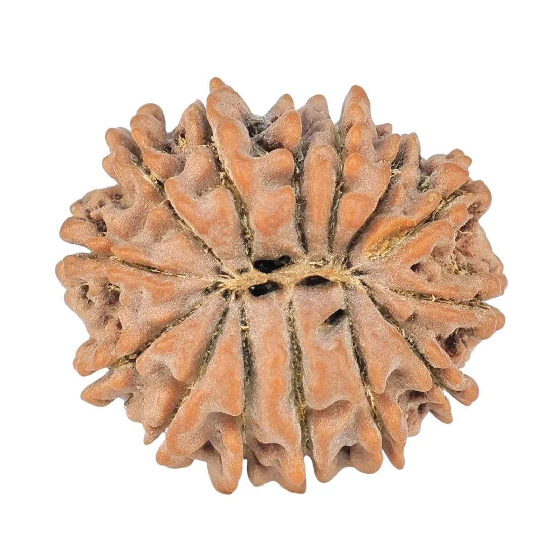 Natural 14 Mukhi Rudraksha (Nepali)