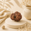 Natural 14 Mukhi Rudraksha (Indonesian)