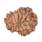Natural 14 Mukhi Rudraksha (Indonesian)