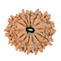 Natural 14 Mukhi Rudraksha (Nepali)
