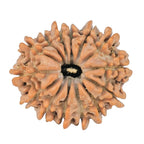 Natural 14 Mukhi Rudraksha (Nepali)