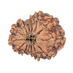 Natural 14 Mukhi Rudraksha (Indonesian)