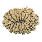 Natural 15 Mukhi Rudraksha (Nepali)