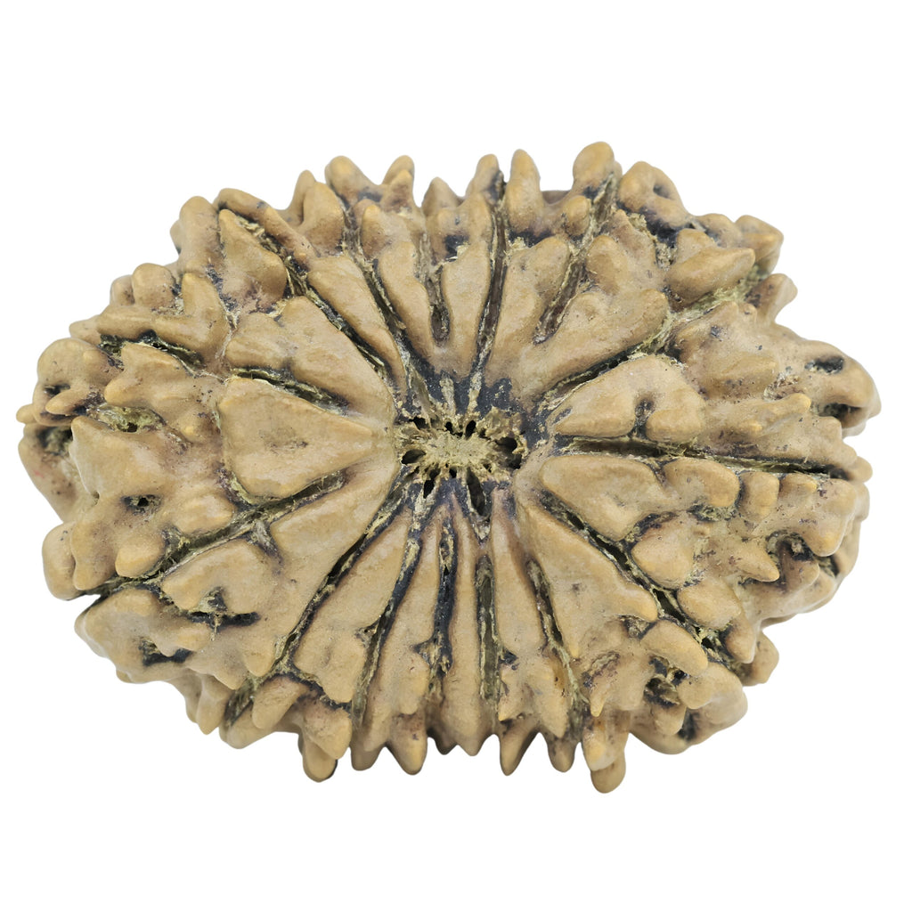 Natural 15 Mukhi Rudraksha (Nepali)
